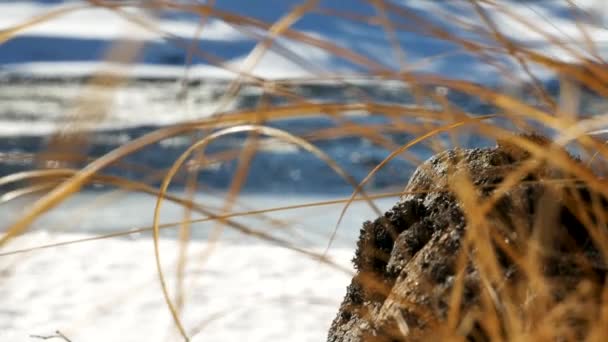 Gräs Blåser Vinden Medan Frusen Flod Rinner Fjärran — Stockvideo