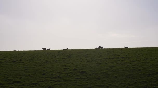 Moutons Coucher Soleil Sur Les Collines Campagne — Video