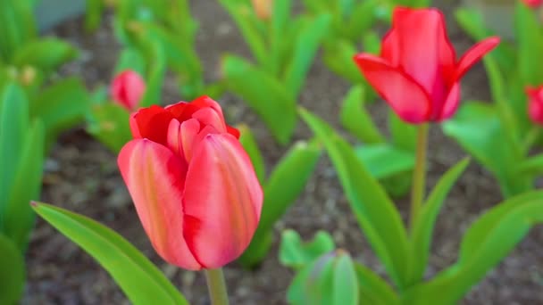 Άνοιξη Άνθος Κόκκινο Λουλούδι Τουλίπα Πράσινο Φύλλα Φόντο Θυελλώδης Κίνηση — Αρχείο Βίντεο