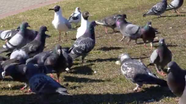 Grote Groep Duiven Meeuwen Wandelen Bobbing Hun Hoofden Pecking Grond — Stockvideo