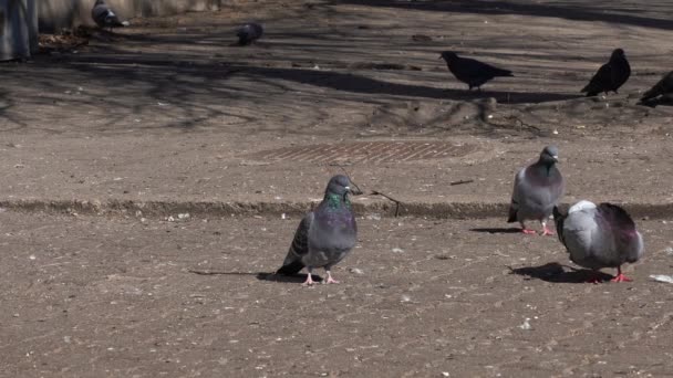 Gruppo Piccioni Grigi Che Camminano Sul Pavimento Mattoni Cercano Cibo — Video Stock