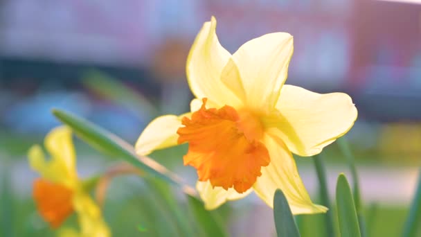 Viento Primaveral Soplando Las Hermosas Flores Amarillas Moviéndose Aire Bajo — Vídeo de stock