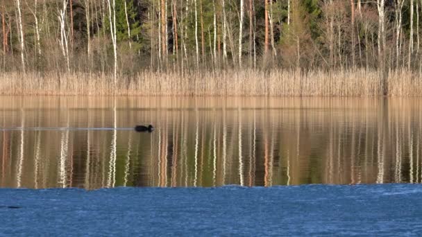 背景に見える葦や木がある晴れた日に湖の表面を泳いでいるシルエットの水鳥の中型ショット — ストック動画