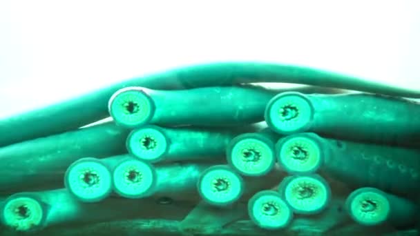 Close Video Lampreys Underwater — Stock Video