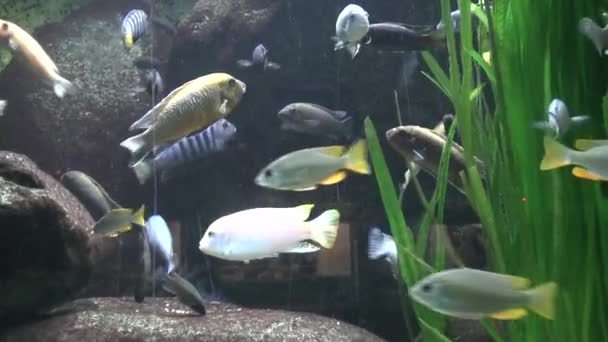 Vergrößern Blick Auf Fische Aquarium Des Zoos — Stockvideo