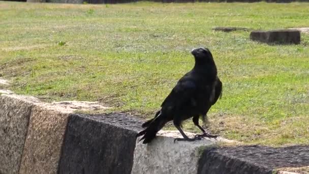 Pemandangan Burung Gagak Bertengger Dan Terbang — Stok Video