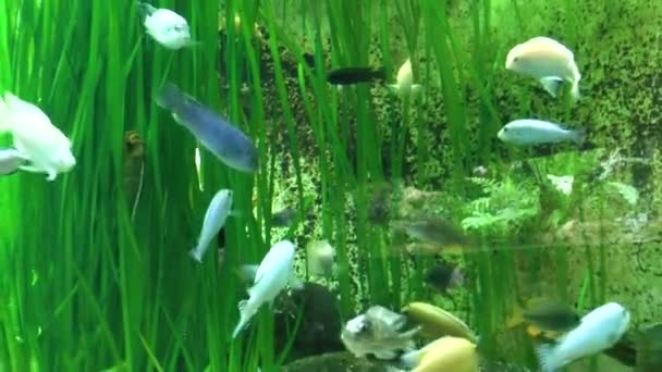 Zoom Arrière Vue Des Poissons Dans Aquarium Zoo — Video