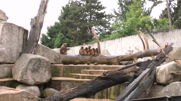 Yakınlaştırın Maymun Grupları Hayvanat Bahçesindeki Yağmurdan Birbirlerini Isıtıyorlar — Stok video