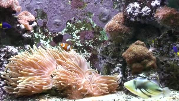 Uitzicht Vissen Het Aquarium Dierentuin — Stockvideo