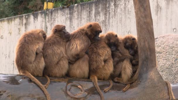 Skupiny Opic Ohřívají Před Deštěm Zoo — Stock video