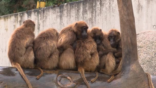 Skupiny Opic Ohřívají Před Deštěm Zoo — Stock video