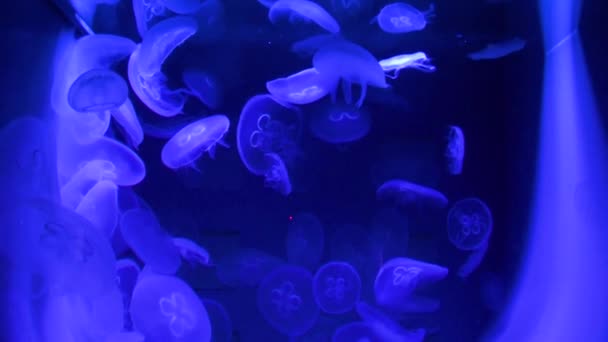 Veduta Delle Meduse Nell Acquario Dello Zoo — Video Stock