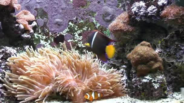 Veduta Dei Pesci Nell Acquario Dello Zoo — Video Stock