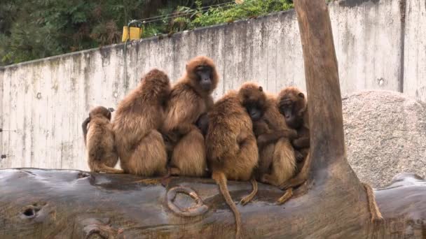 Groups Monkeys Warming Each Other Rain Zoo — Stock Video