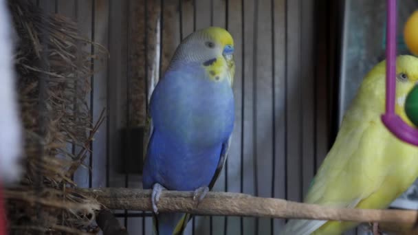 Dos Pájaros Periquitos Sientan Jaula — Vídeo de stock