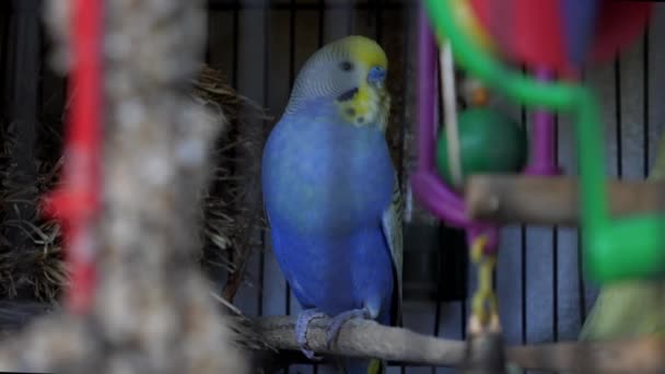 Φωτεινό Μπλε Πουλί Budgerigar Κάθεται Κλουβί Παιχνίδια Πρώτο Πλάνο — Αρχείο Βίντεο