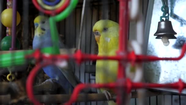 Helder Blauw Geel Budgerigar Vogels Zitten Kooi Met Bel Speelgoed — Stockvideo