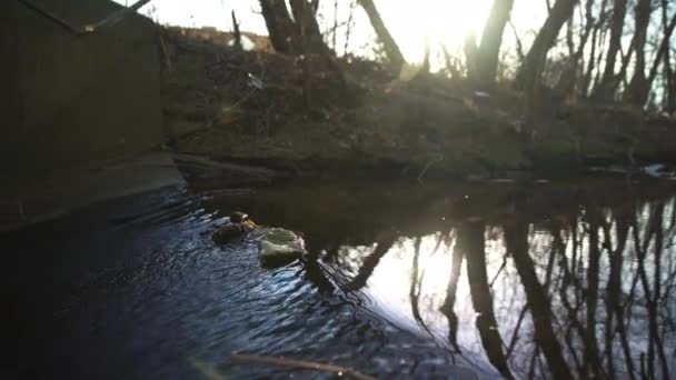 Güneş Batarken Bir Dereye Sıkışmış Kullanılmış Plastik Bir Şişesi — Stok video