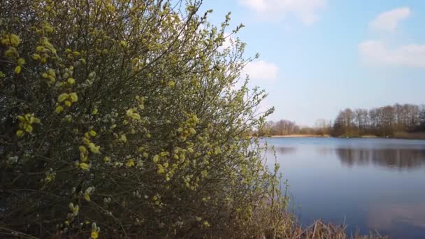 Arbusto Com Botões Frente Lago — Vídeo de Stock