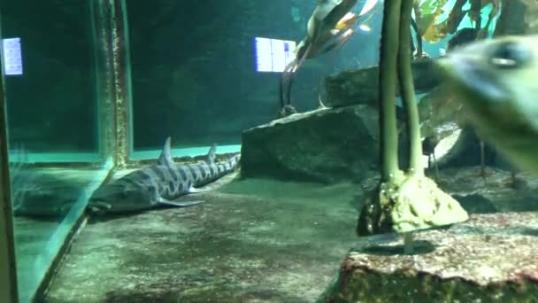 Vue Des Poissons Dans Aquarium Zoo — Video