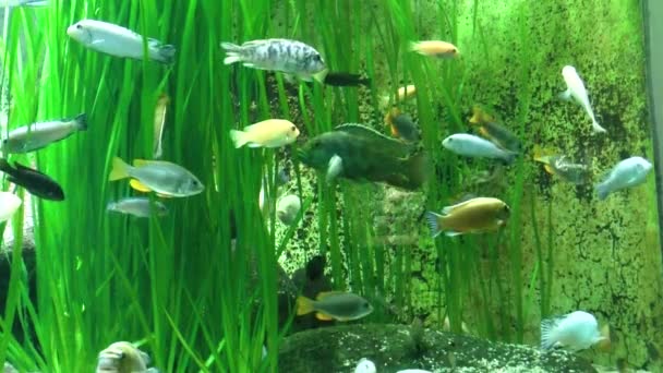 Blick Auf Fische Aquarium Des Zoos — Stockvideo