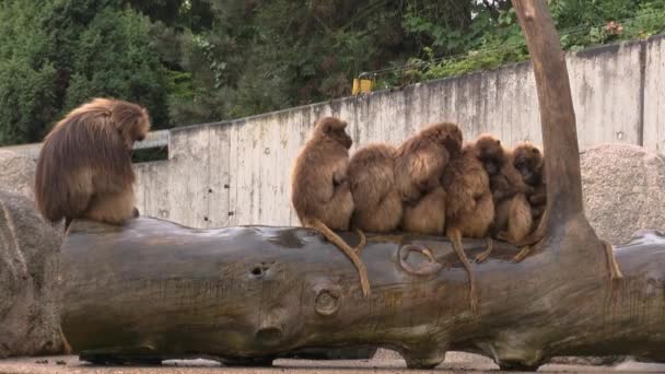 Skupiny Opic Ohřívají Před Deštěm Vůdce Jako Osamělý Zoo — Stock video