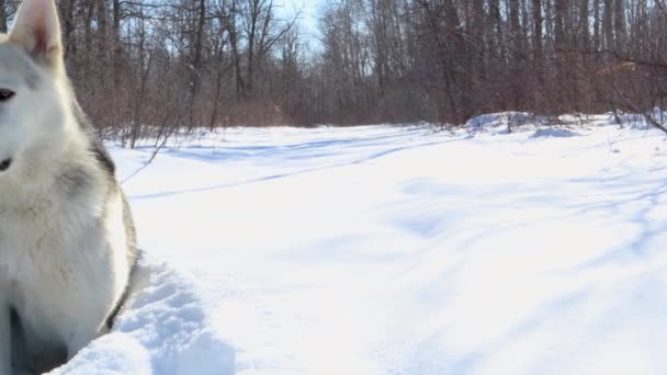 Een Traag Panning Shot Van Een Husky Wolf Hond Wachtend — Stockvideo