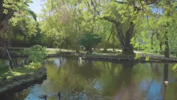 アヒルと湖公園 — ストック動画