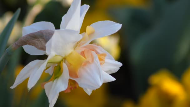 Tavaszi Narcissus Lövés Napnyugtakor — Stock videók