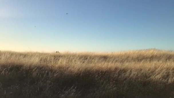 Una Pareja Distancia Sentados Juntos Observando Aves Disfrutando Naturaleza Juntos — Vídeo de stock