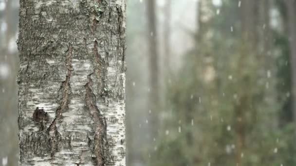 Slush Rains Snowfall Slow Motion Birch Left Foreground — Stock Video