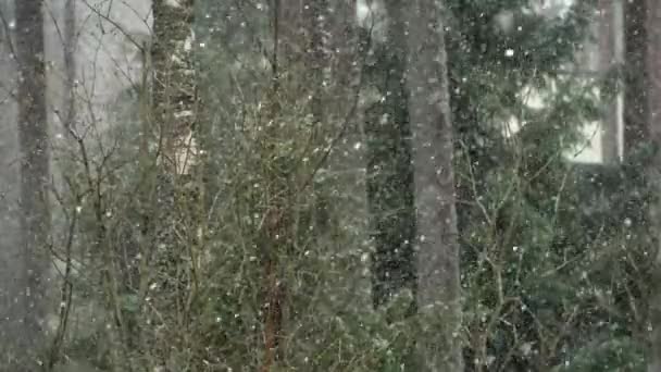 Slush Rains Snowfall Slow Motion Trees Background — Stock Video