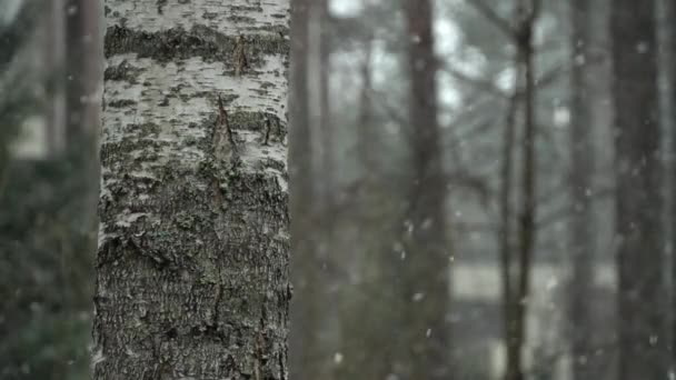 Проливные Дожди Снег Замедленная Съемка Береза Переднем Плане Слева — стоковое видео