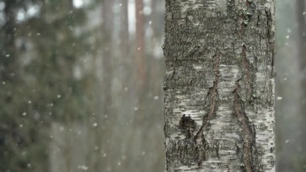 Slush Rains Snowfall Slowmotion Birch Right Foreground — Stock Video