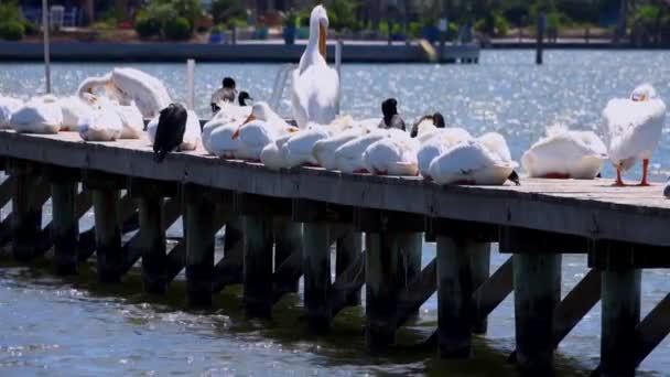 Varias Aves Tomando Sol Muelle — Vídeos de Stock