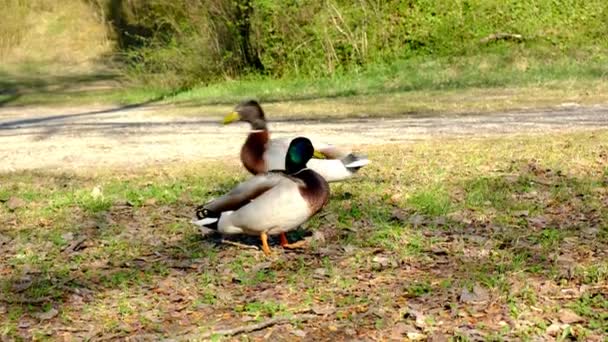 Due Anatre Maschi Germani Reali Competizione Accoppiarsi Con Una Femmina — Video Stock