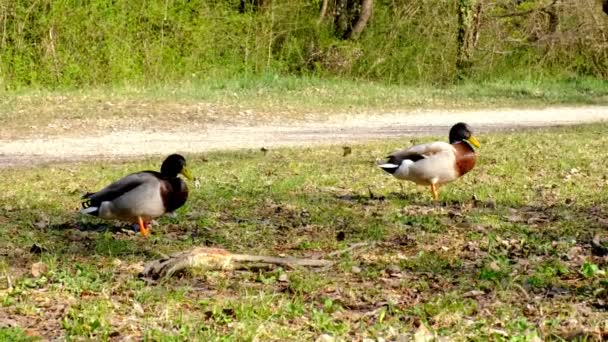Erwachsene Ente Stockente Die Die Paarung Mit Einem Weibchen Konkurriert — Stockvideo