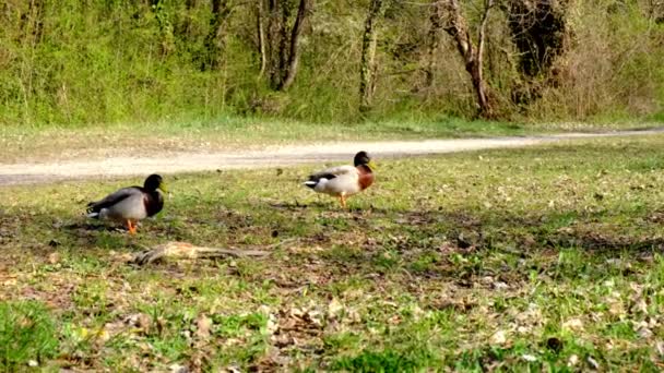 Zwei Männliche Enten Stockenten Die Die Paarung Mit Einem Weibchen — Stockvideo