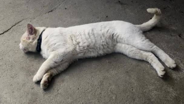 Een Mooie Grote Witte Kat Ligt Heel Stil Grond Met — Stockvideo