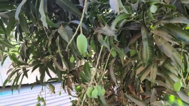 Mango Szykuje Się Sezonu Mango Drzewach — Wideo stockowe