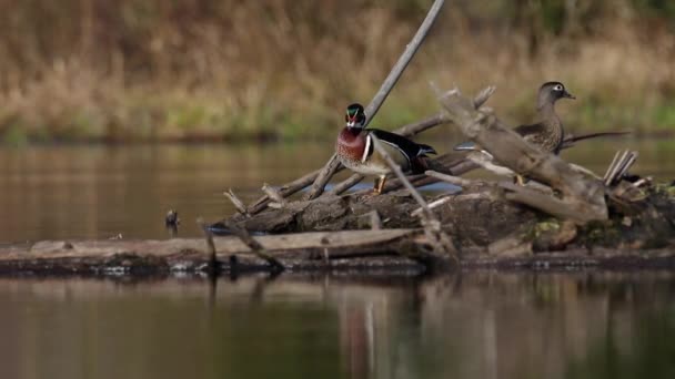 Pato Madeira Macho Preening Log Meio Uma Lagoa — Vídeo de Stock