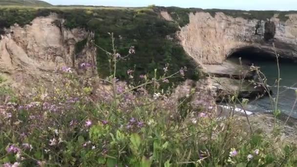 Ένα Όμορφο Τοπίο Πλάνο Του Shark Fin Cove Στη Santa — Αρχείο Βίντεο