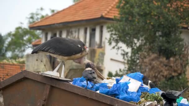 Een Slow Motion Shot Van Een Lelijk Uitziende Maraboe Ooievaar — Stockvideo