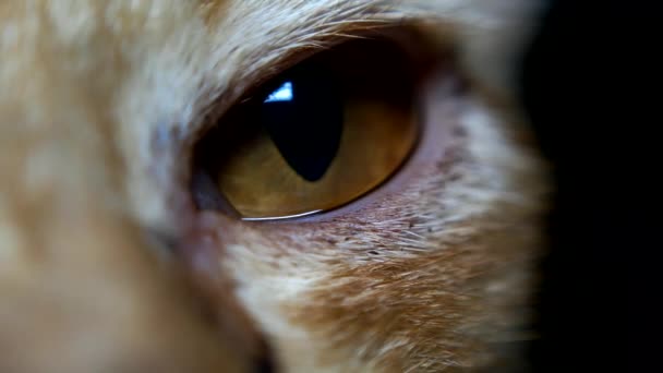 猫の目の部分 — ストック動画