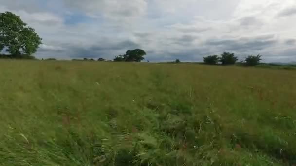 Vliegen Door Een Veld Met Gras Onkruid Raken Camera Dan — Stockvideo