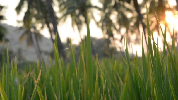 Spider Busy Constructing Web Paddy Field — Stock Video