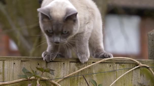 Ragdoll Britse Korte Haar Kat Tuinhek Tijdens Lente Slow Motion — Stockvideo