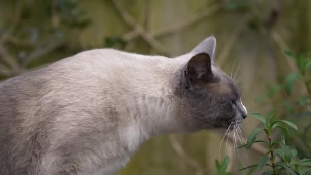 Cat Ragdoll British Short Hair Mix Garden Spring Slow Motion — Stock Video