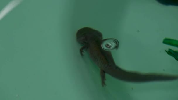 Axolotl Berenang Tangki Air — Stok Video