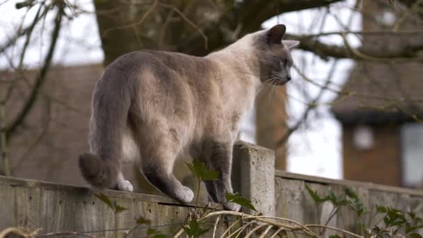 Ragdoll Britse Korte Haar Kat Tuinhek Tijdens Lente Slow Motion — Stockvideo